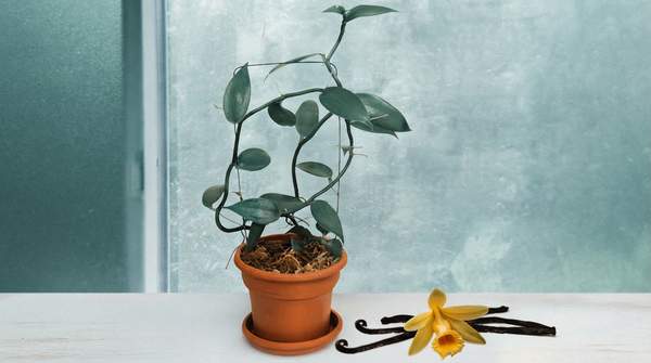 Editorial illustration for Vanilla's Unexpected Healing Potential: A Flinders University Discovery